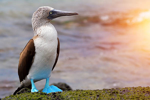 Blue-footed Booby in the Galapagos Islands