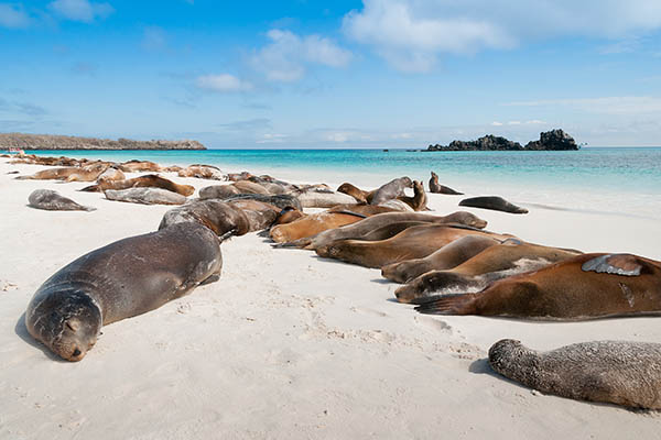 Sea Lions basking on a beach in the Galapagos Islands