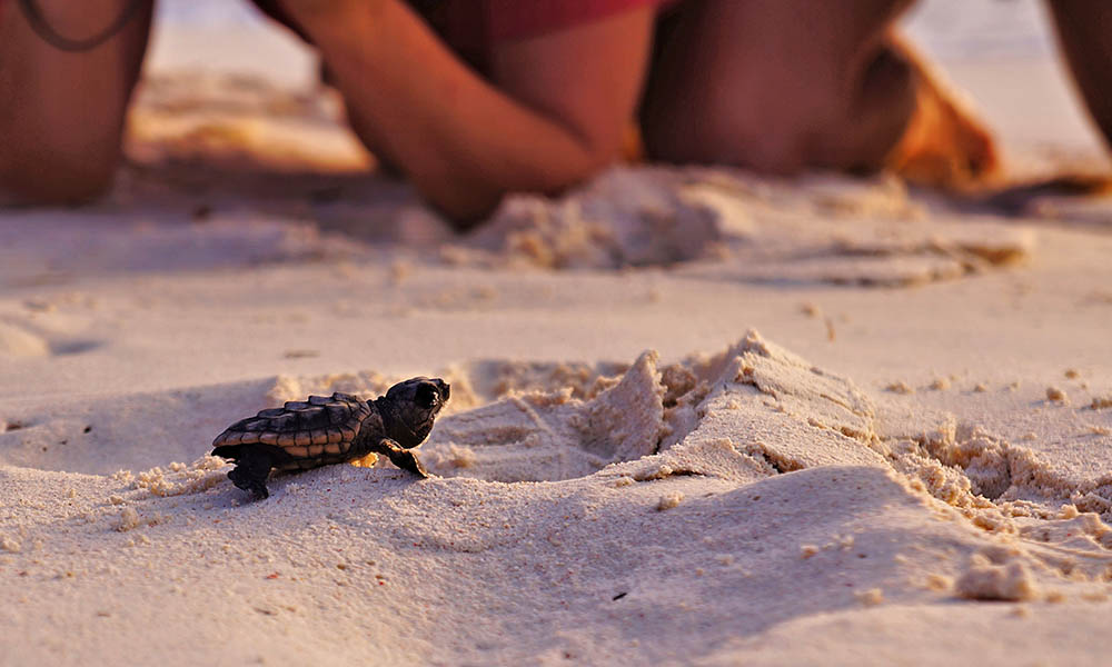 Baby sea turtle taking its first steps to the sea