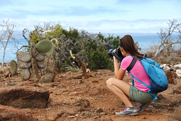 Galapagos tourist taking pictures of Land Iguana eating plant in the Galapagos Islands