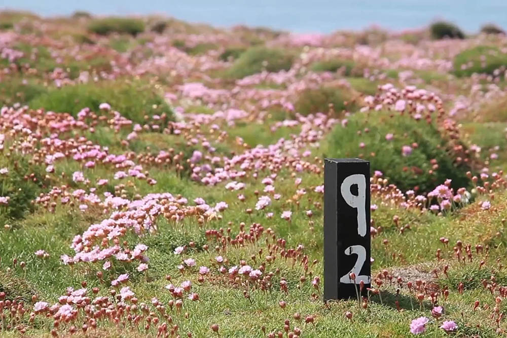 Marker at a Manx Shearwater burrow on Skokholm Island, Pembrokeshire, Wales, UK. British birdwatching