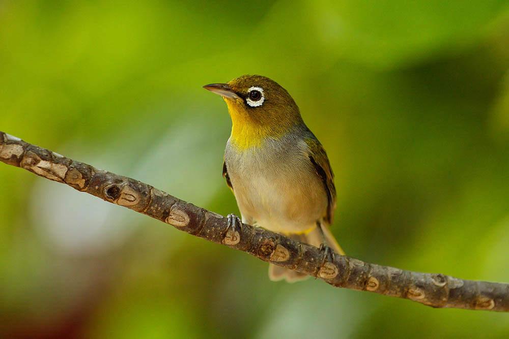 Fiji white-eye sitting on a tree branch. It is endemic to the islands of Fiji. Birdwatching in Australasia, Oceania