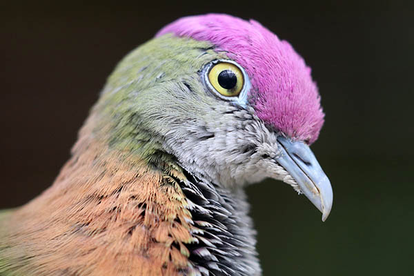 Fruit dove, Fiji