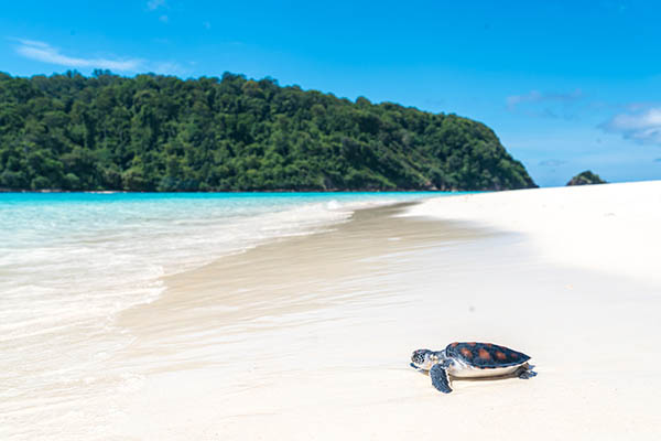 Sea turtle on the beach, Fiji