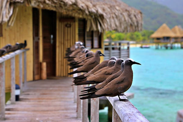 Birds at a resort in French Polynesia