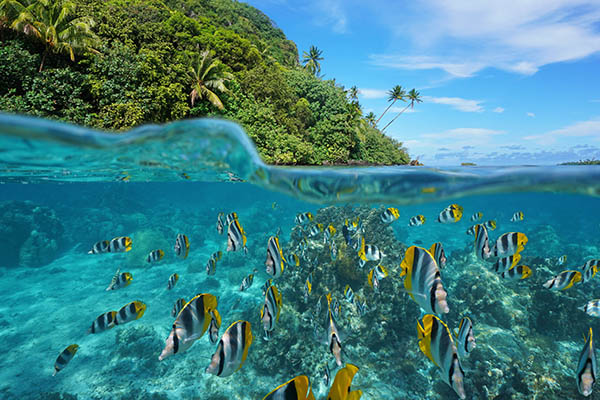 People snorkelling with a pod of wild spinner dolphins swimming underwater in a sandy lagoon