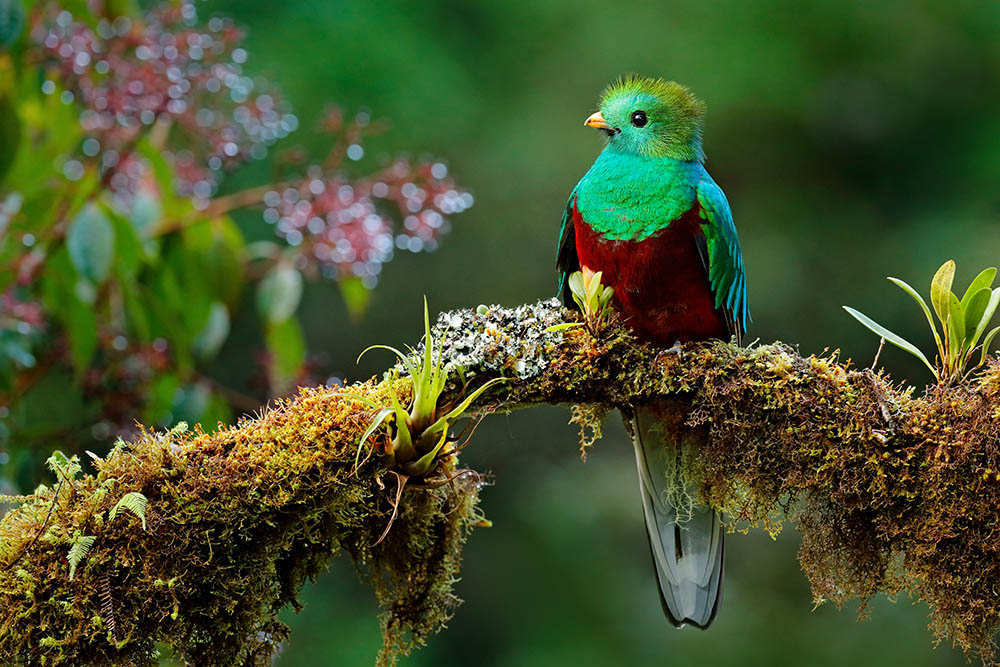 Quetzal, the national bird of Guatemala. Birdwatching Central and South America