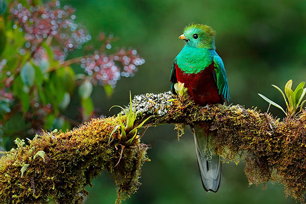 Quetzal, the national bird of Guatemala