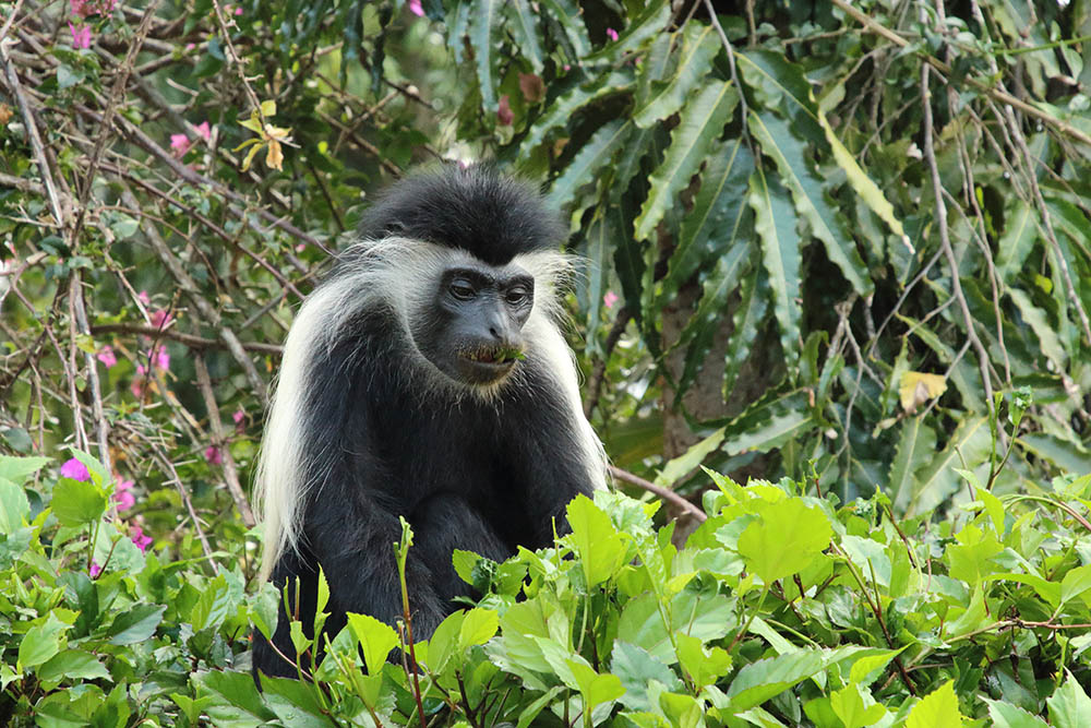 Colobus Monkey