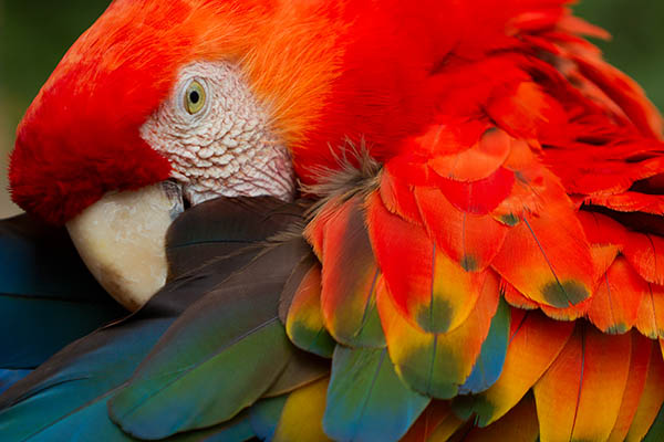 Scarlet Macaw in Guyana