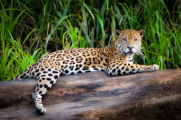 Jaguar resting on a fallen log in Guyana