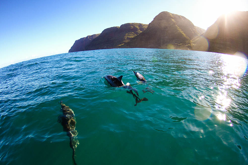 A pod of dolphins swim next to the boat off the Napali coast of west Kauai, Hawaii