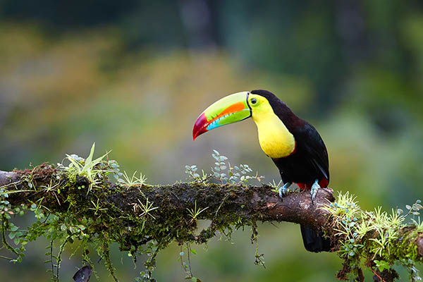 Keel-billed Toucan, Honduras. Birdwatching Central and South America