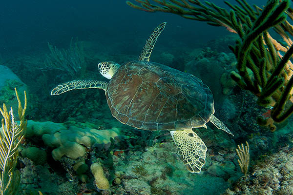 Green Sea Turtle on a reef in south east Florida