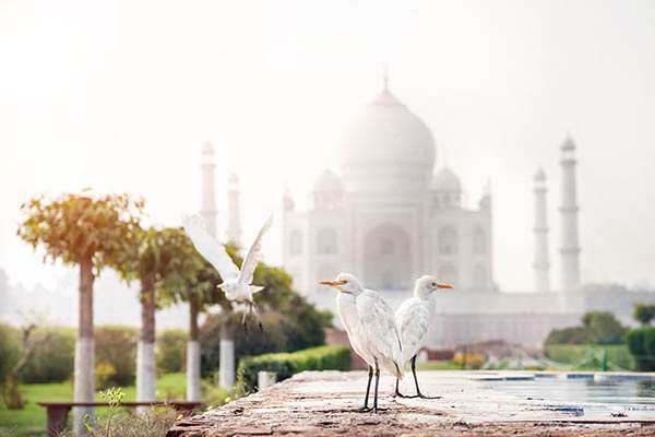 White herons on fountain in the Mehtab Bagh garden with Taj Mahal view in Agra, Uttar Pradesh, India. Birdwatching