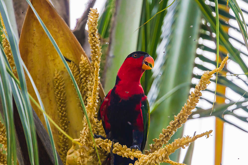 Black-Capped Lory. Raja Ampat, West Papua. Indonesia. Birdwatching in Southeast Asia