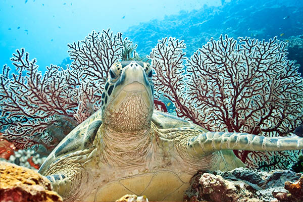 Green sea turtle, Indonesia