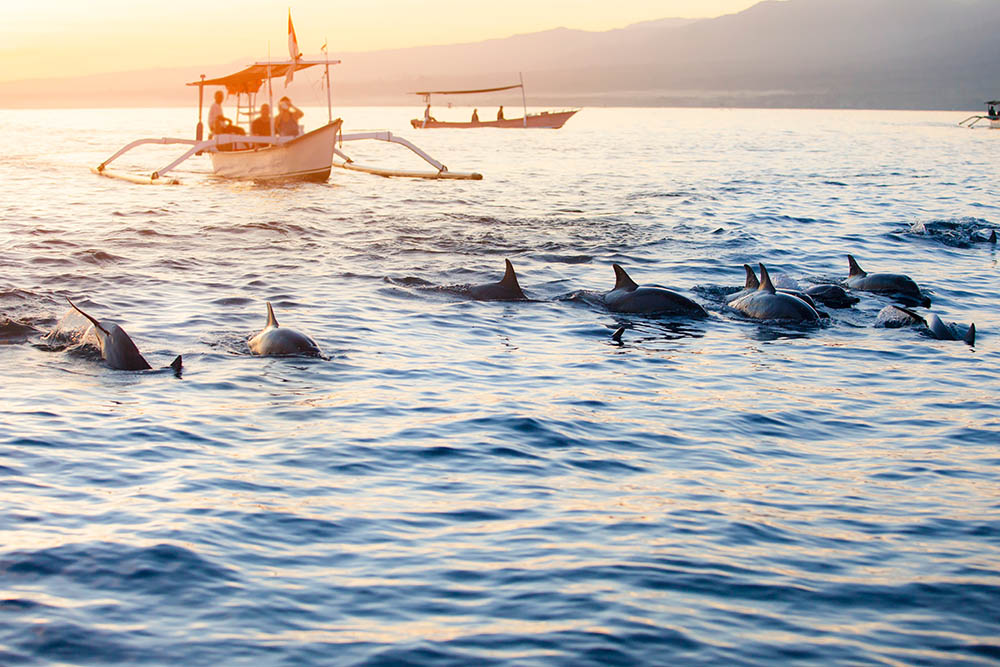 Dolphin watching boat at Lovina Beach, Bali, Indonesia