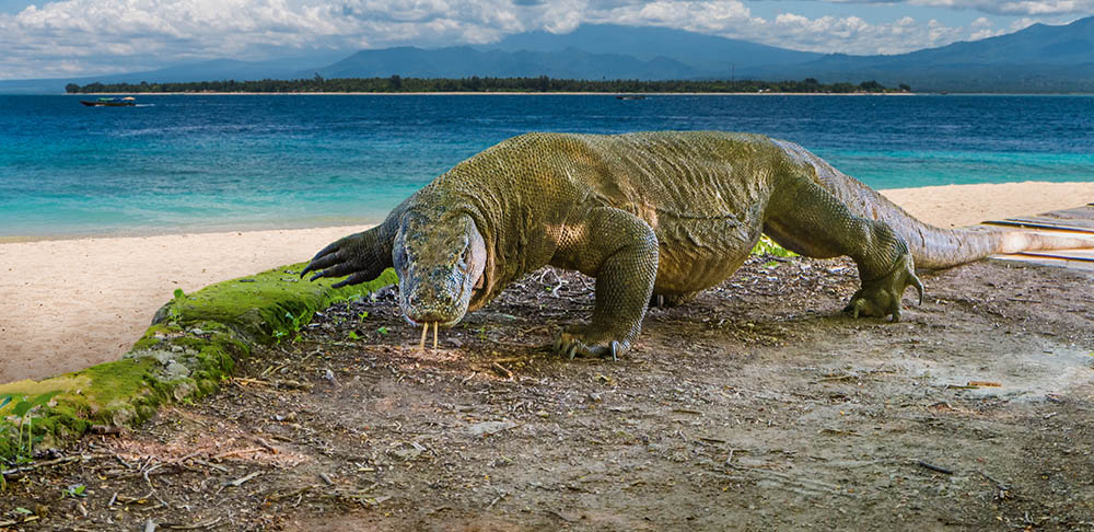 A Komodo dragon on the beach of Komodo Island, Indonesia