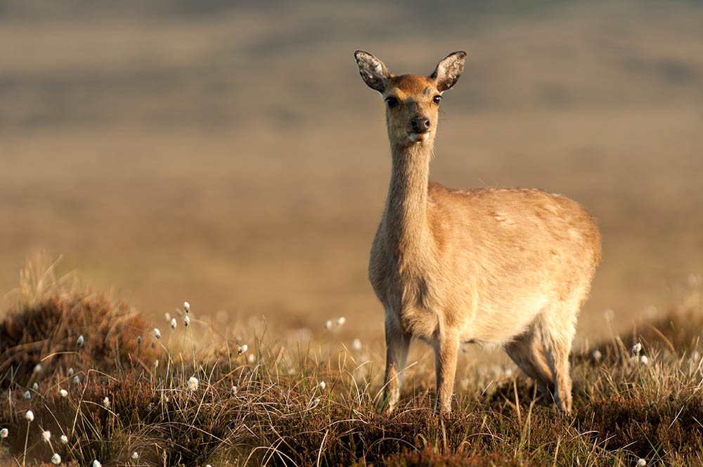 Young Sika deer in low sunlight. Co.Wicklow Mountain Park, Ireland