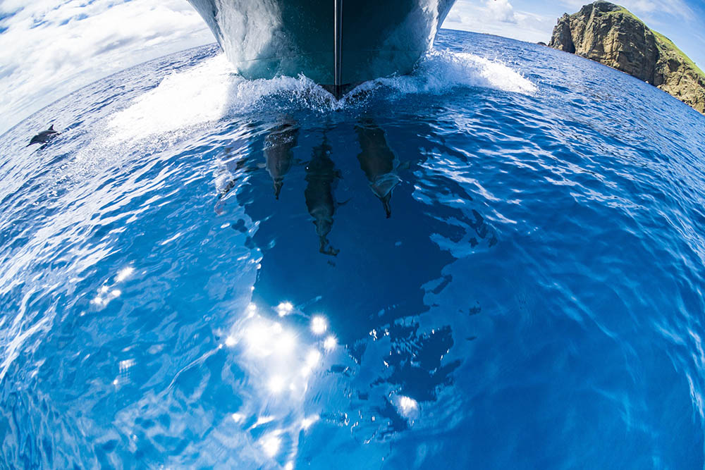 Dolphins swimming on the bow of a boat in Japan’s Ogasawara Islands