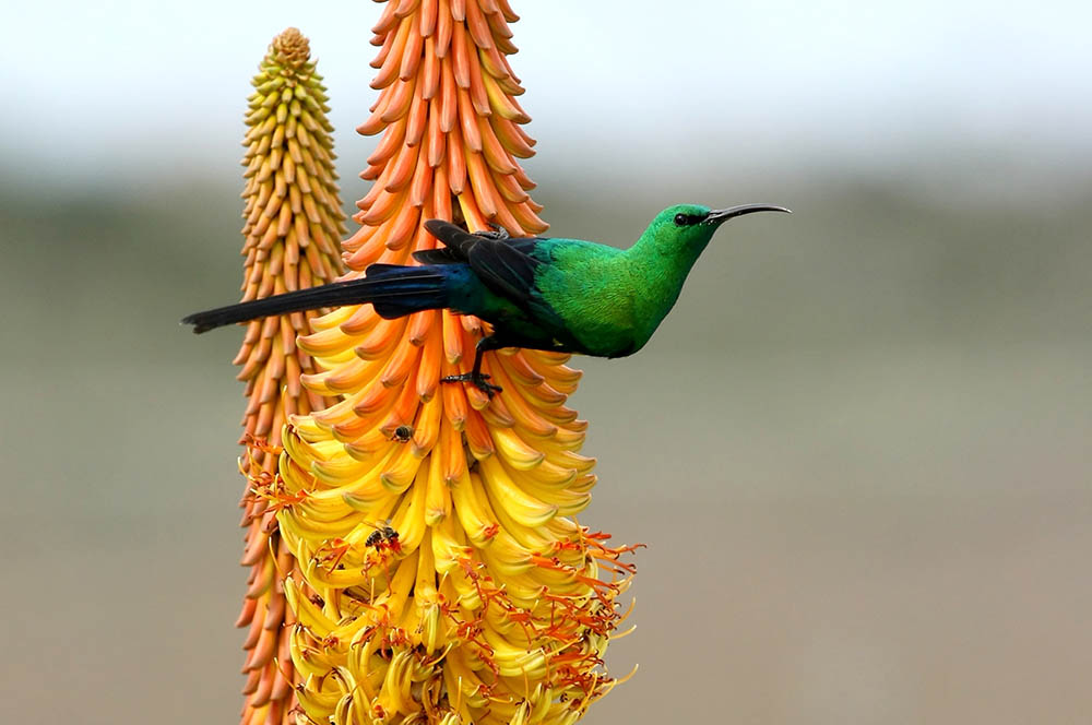 A Malachite Sunbird resting on a bright orange flower in Kenya. Birdwatching in Africa