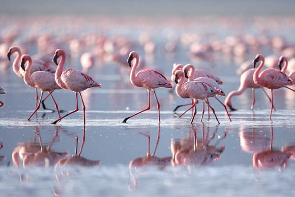 Flamingos at Lake Nakuru, Kenya