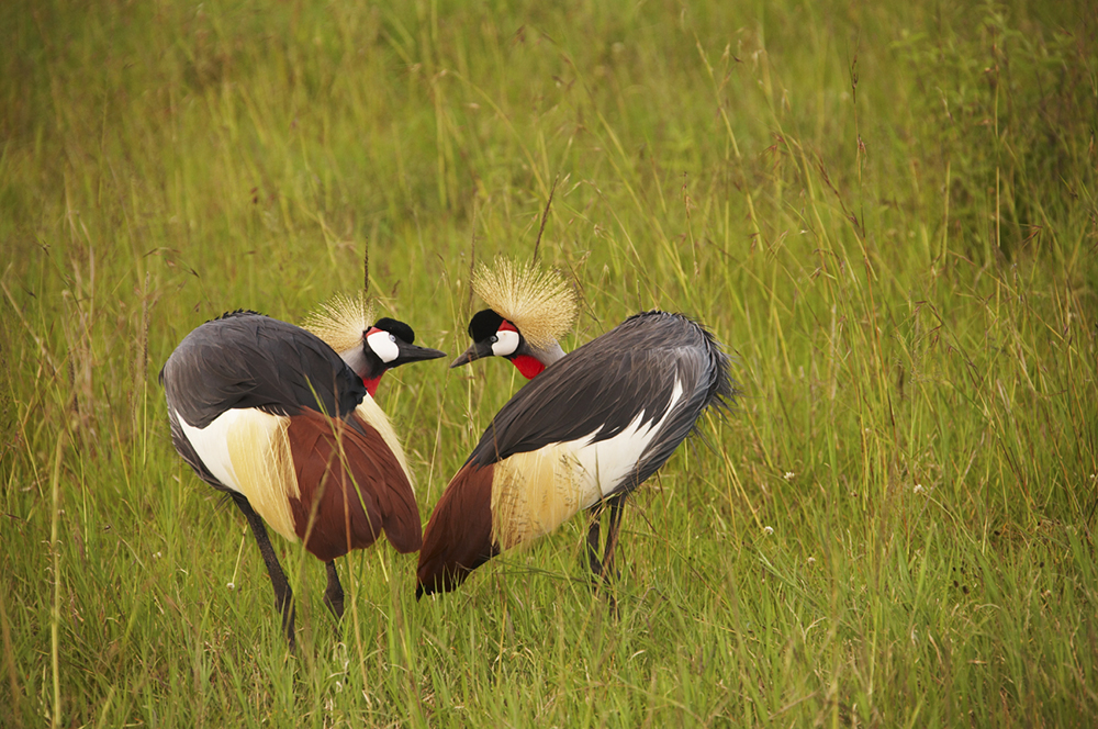 A pair of Southern Crowned Cranes in long grass in Kenya. Birdwatching in Africa