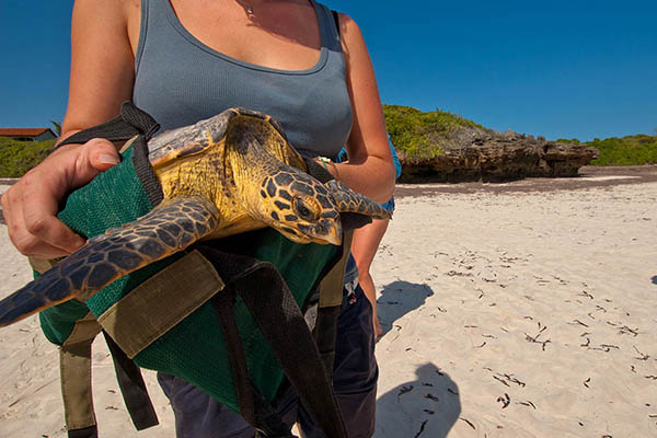 Green turtle being returned to the sea, Kenya