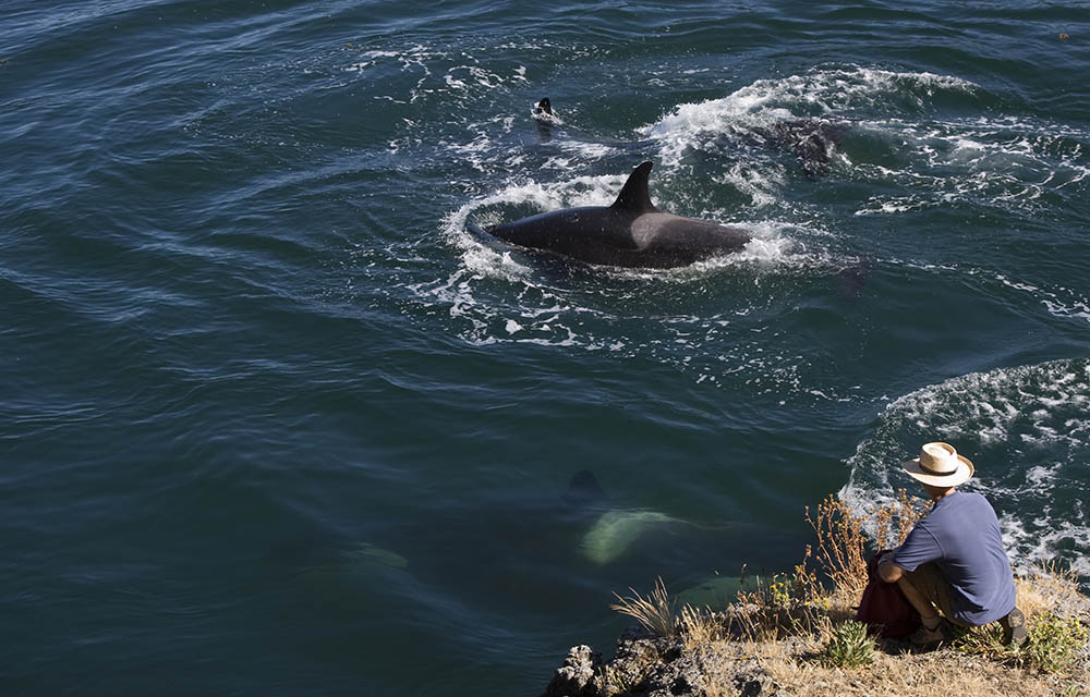 Whales swim by a man watching from the shoreline