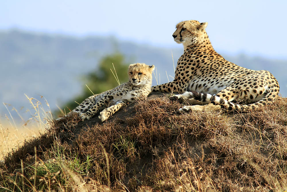 Two cheetahs sitting on a mound. Kenya. Africa Wildlife Safari