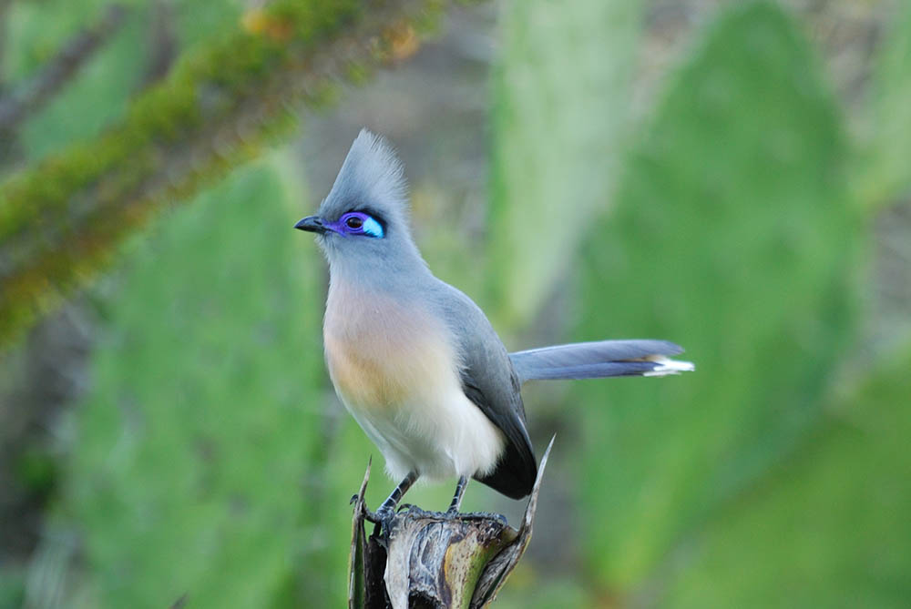 Crested Coua in Berenty Nature Reserve, Southern Madagascar. Birdwatching in Africa