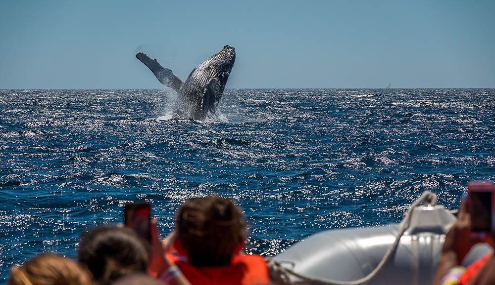 Humpback Whale breaches off the coast of Madagascar