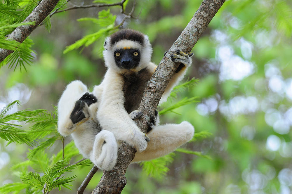 Dancing Sifaka (Lemur) in a Tree in Madagascar