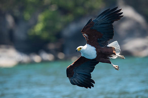 African Fish Eagle gliding over Lake Malawi. Birdwatching in Africa