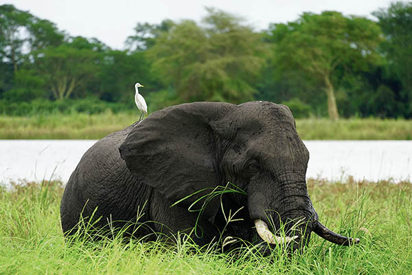 Young girl on early morning game drive 