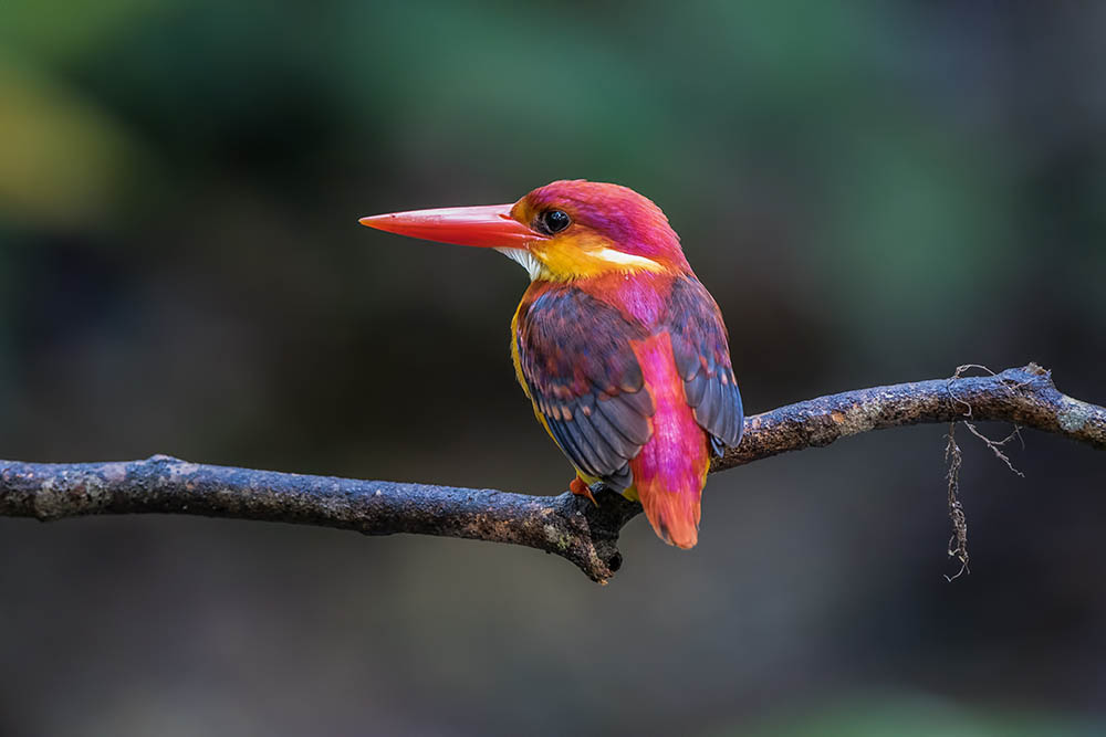 Rufous Backed Kingfisher, photo taken at Selangor, Malaysia. Birdwatching in Southeast Asia