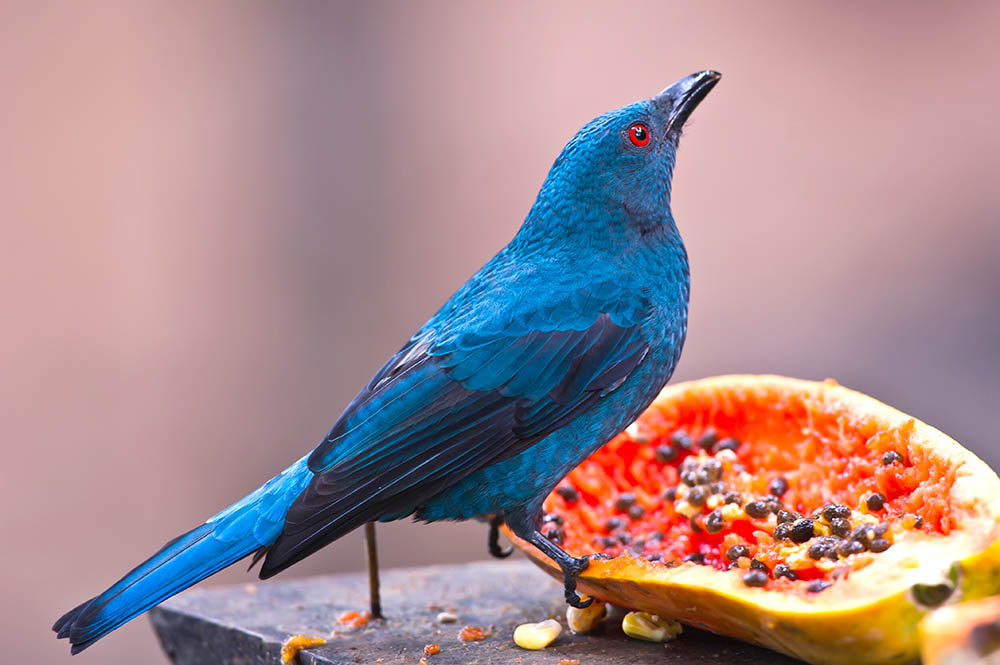 Fairy Bluebird eating from some fruit. Malaysia. Birdwatching in Southeast Asia