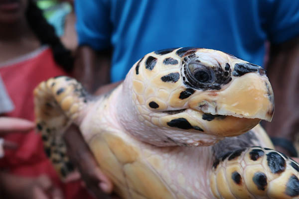 Hawksbill Sea turtle head close up, Malaysia