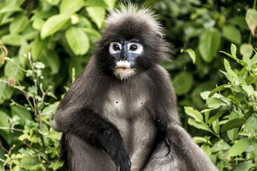 Dusky Leaf Monkey. Malaysia Wildlife