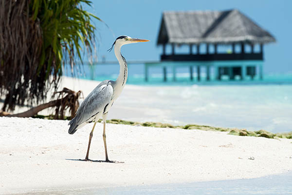 Grey Heron standing on a beach in the Maldives