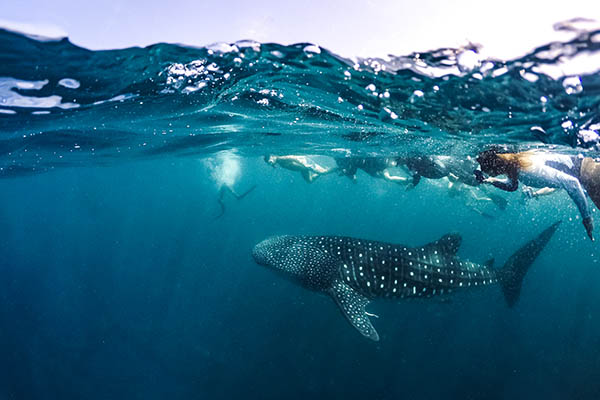 Whale Shark swimming in crystal clear blue waters off the coast of Maldives. Marine life and underwater scene