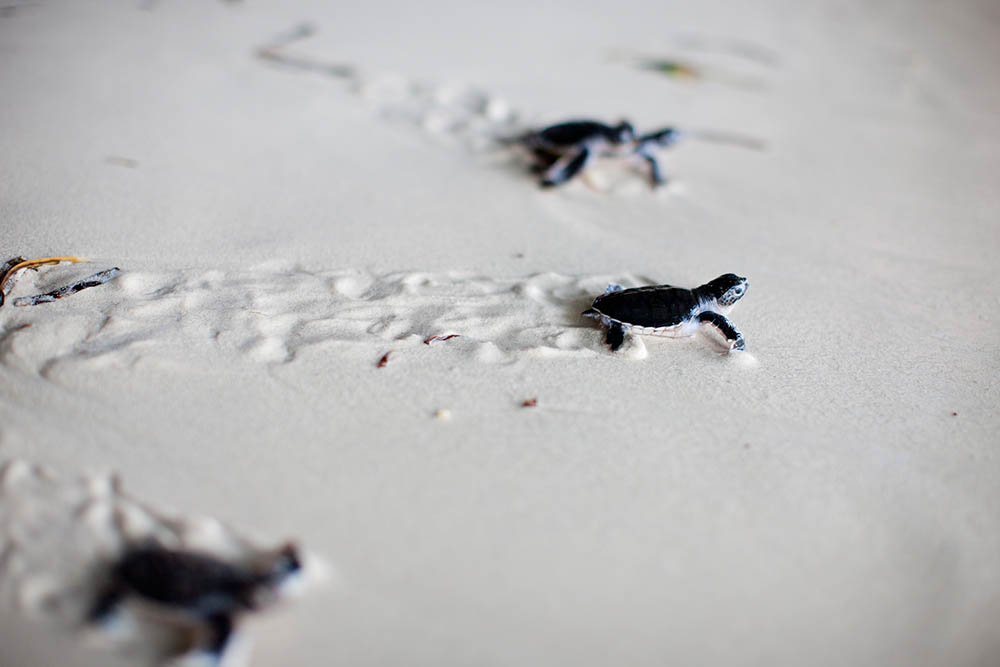 Baby Green turtles making their way to the sea