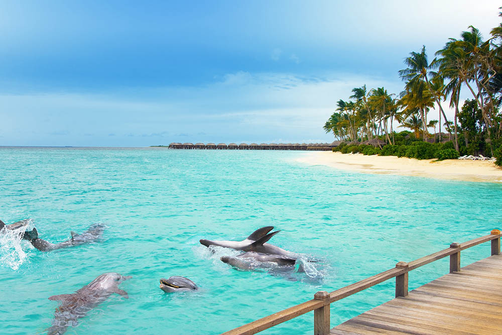 Dolphins swim just off the beach of an island in the Maldives