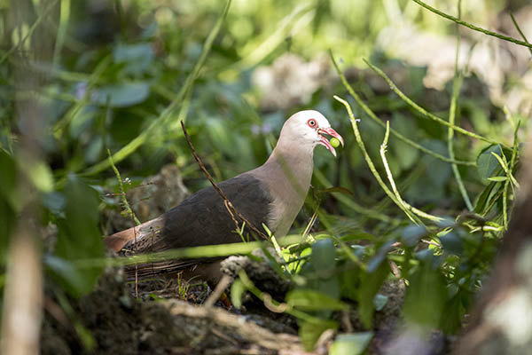 Extremely rare Pink pigeon, foraging on the woodland floor in Mauritius