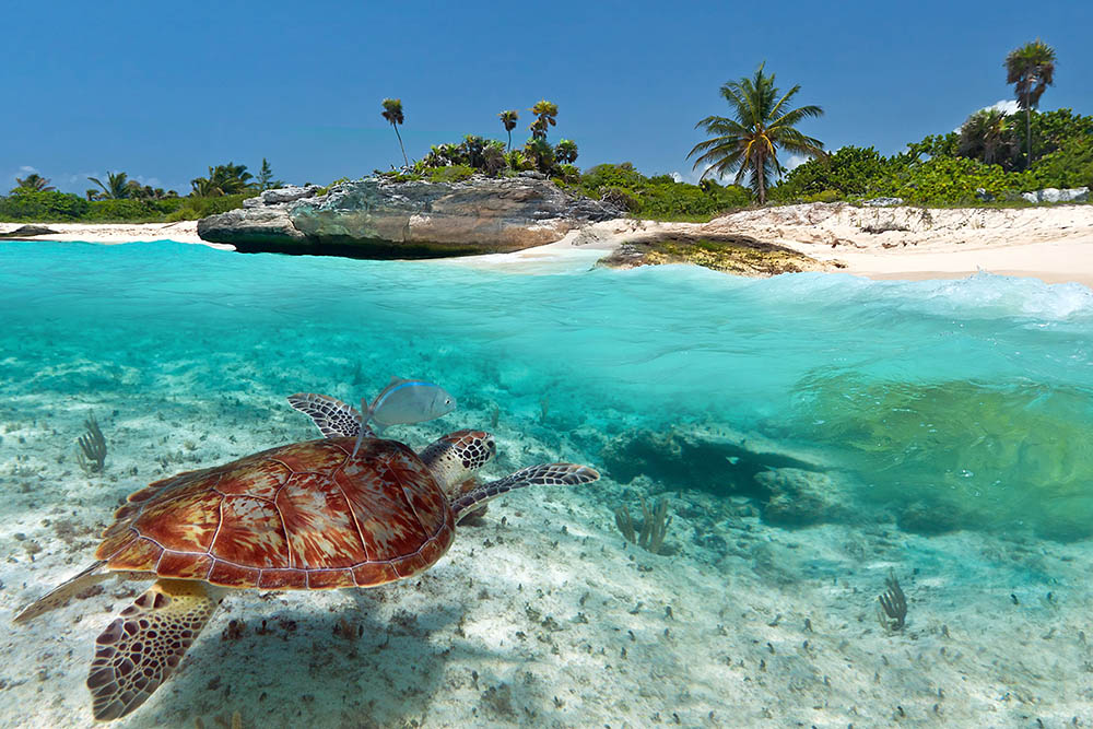 Green Turtle swimming in shallow waters off a tropical beach