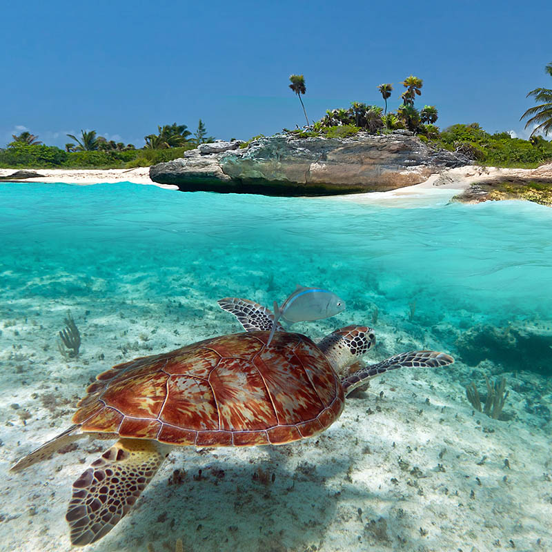 Green Turtle swimming in shallow waters off a tropical beach