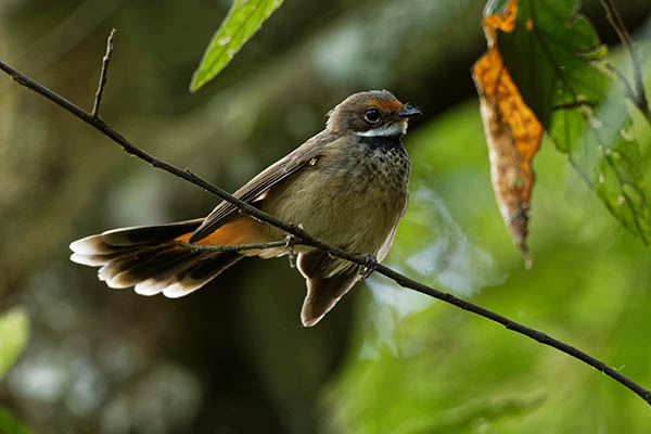 Rufous Fantail - Rhipidura rufifrons, small Passerine bird, known also as the black-breasted rufous-fantail or rufous-fronted fantail, Australia, Indonesia, Micronesia, New Guinea and the Solomon Islands