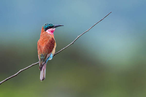 Southern Carmine Bee-eater in Mozambique. Birdwatching in Africa