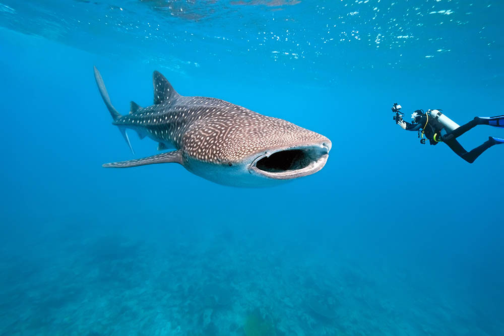 Whale shark and underwater photographer 